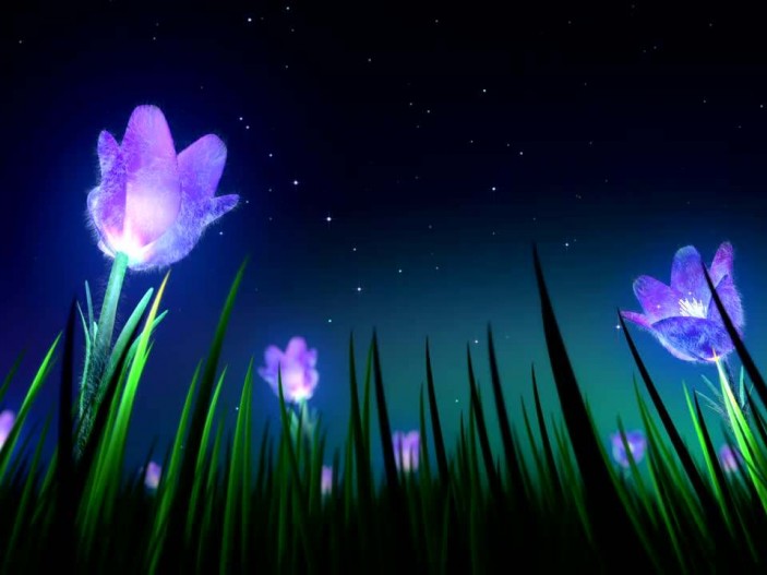 Night Flowers Kapwing