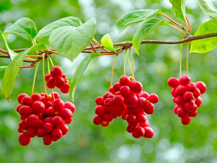 Schisandra Berries