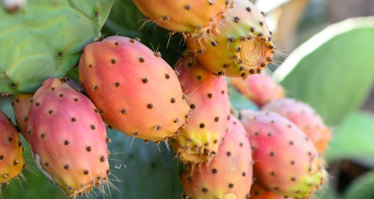 Prickly Pear Seed Oil