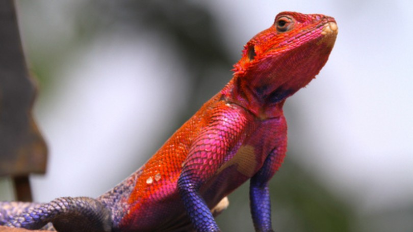 Red Lizard Cropped