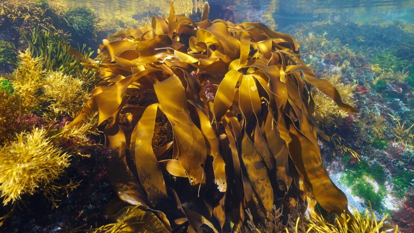 Golden Kelp