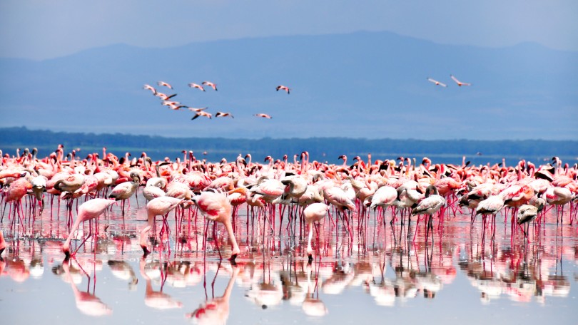 Flamingos Flower Of Sun