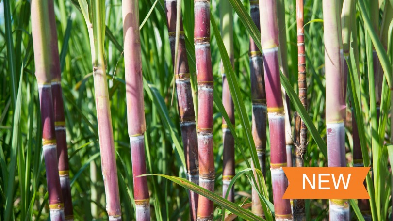 Sugar Cane Image