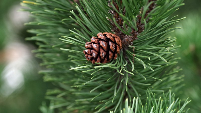 Phytoserene Image