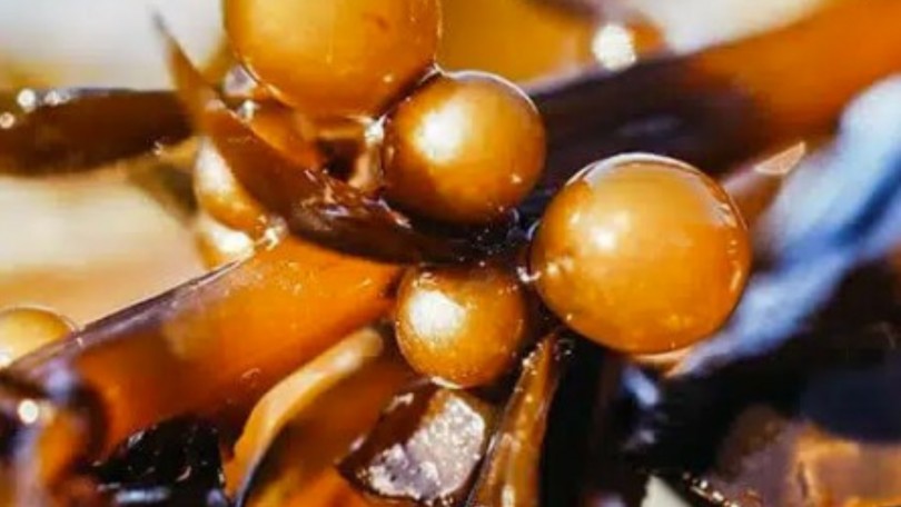Pearl Alga Odycea