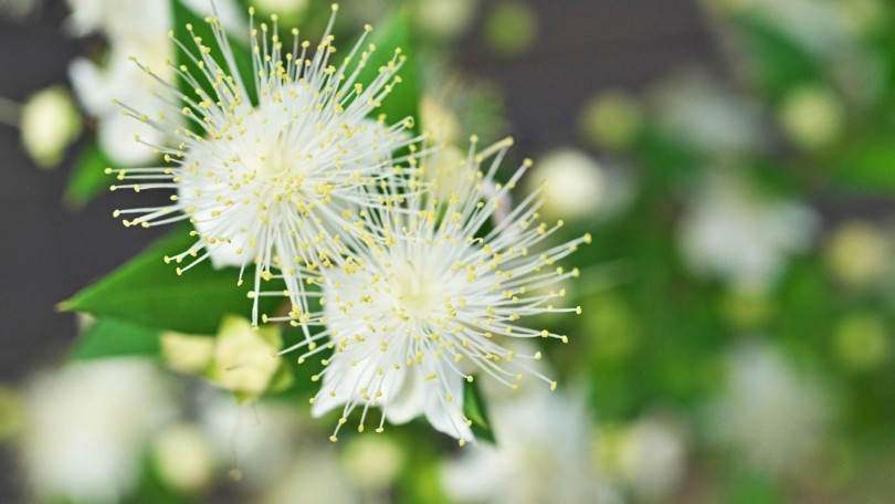 Lemon Myrtle Canva