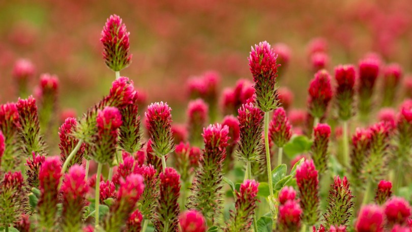 Red Clover Canva