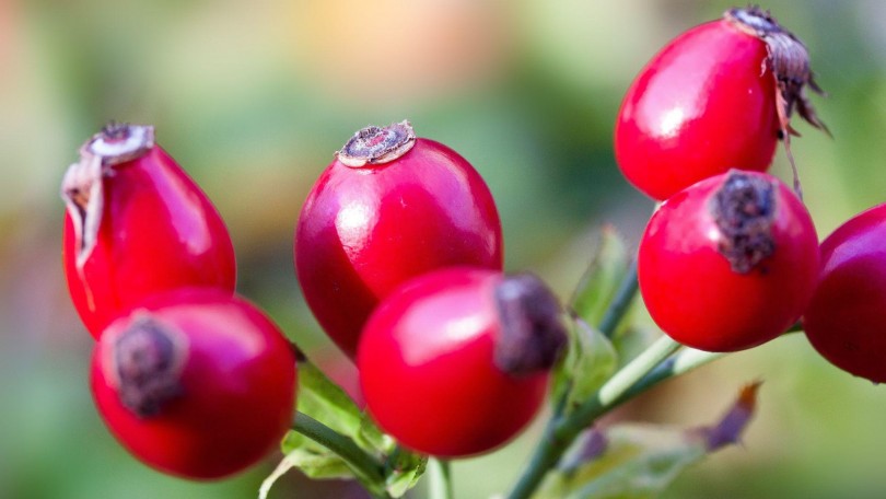 Rosehips Canva