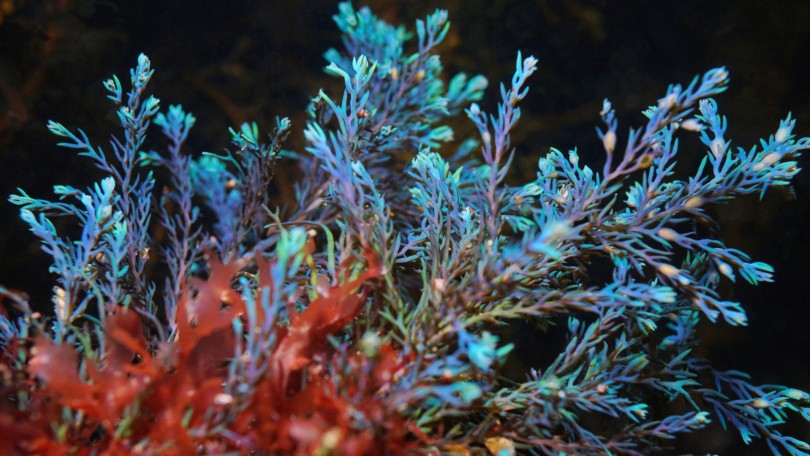 Blue Alga Istock