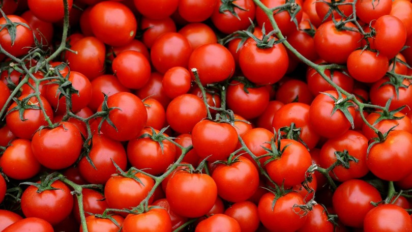 Native Extracts Tomatoes Canva