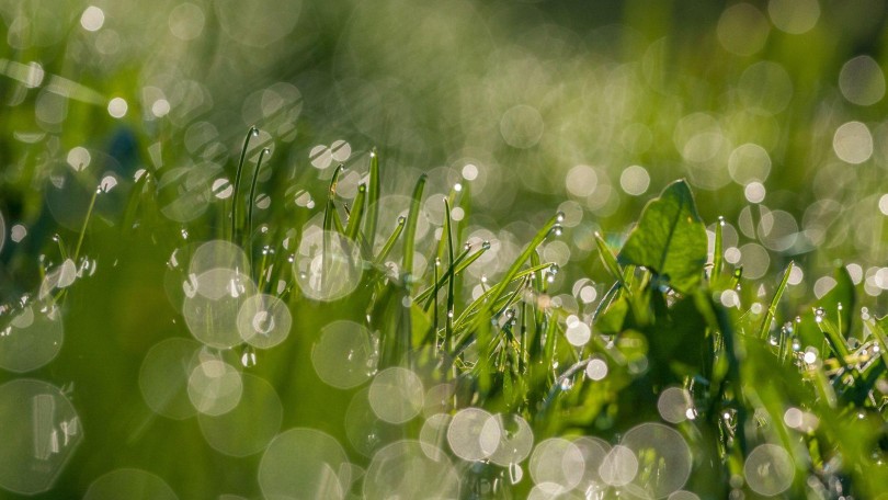Odycea Dewy Canva