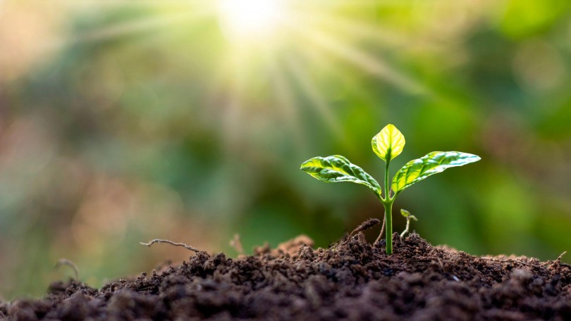 Plant Endophytes Provital Blog Canva 1