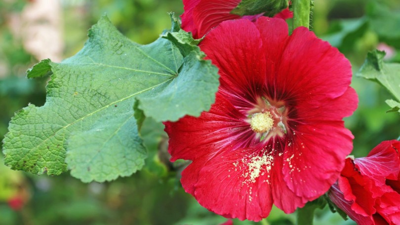 Provital Article Althaea Rosea Flower Canva