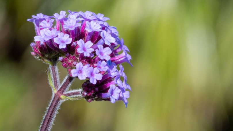 Provital Article Agastache Mexicana Canva