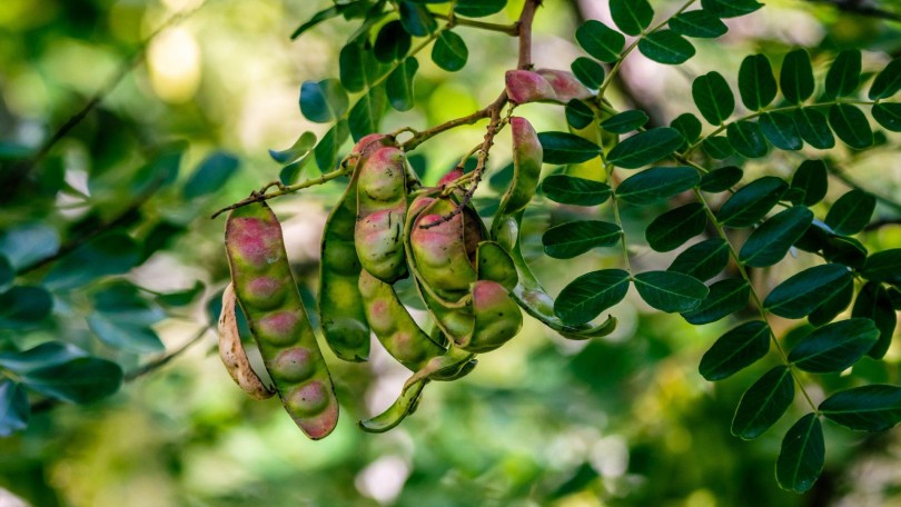 Provital Article Caesalpinia Tree Canva