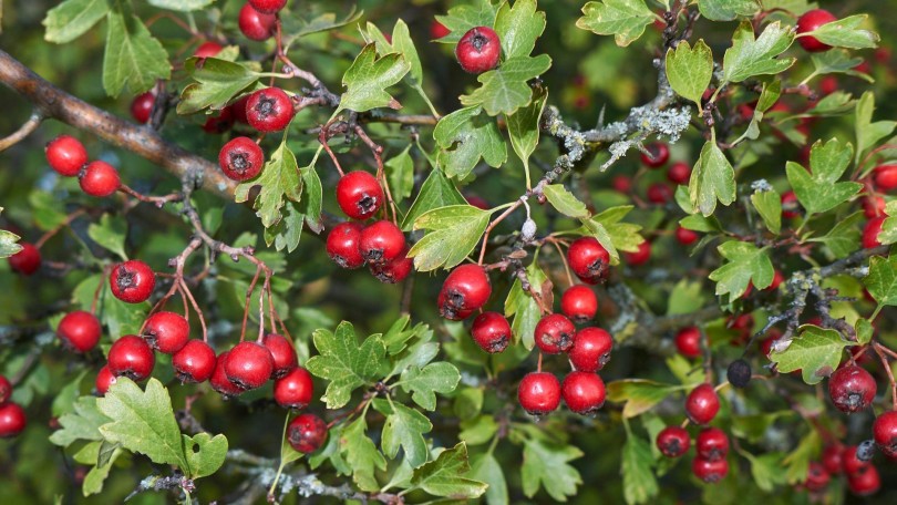 Provital Article Hawthorn Canva