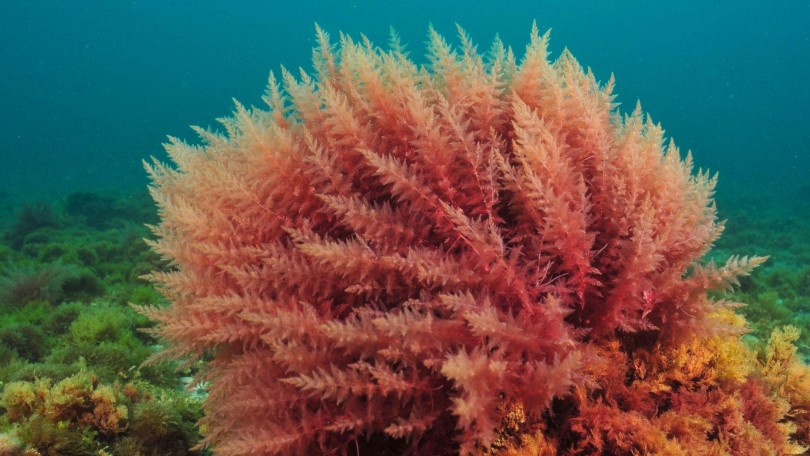 Provital Article Red Algae Canva