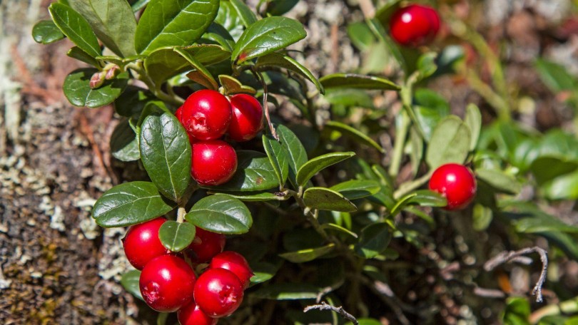 Sun Care Trends Lingostem Cranberry Plant Canva