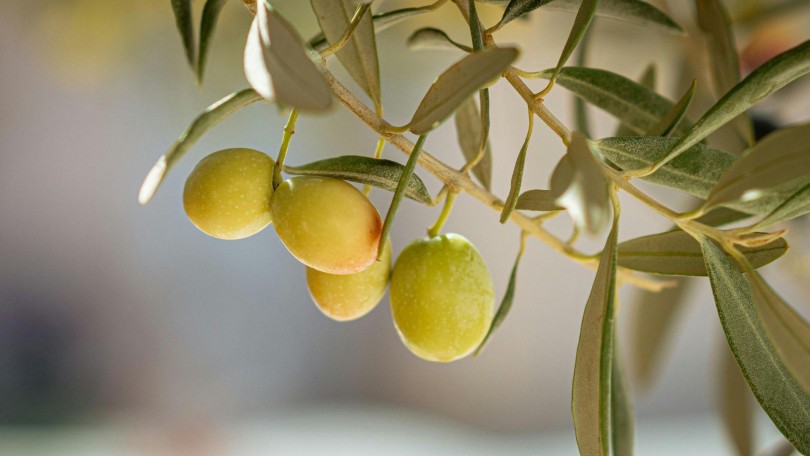 Sun Care Trends Olive Tree Canva