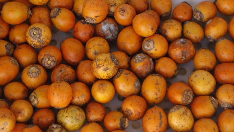 Sun Care Trends Tucuma Fruit Canva